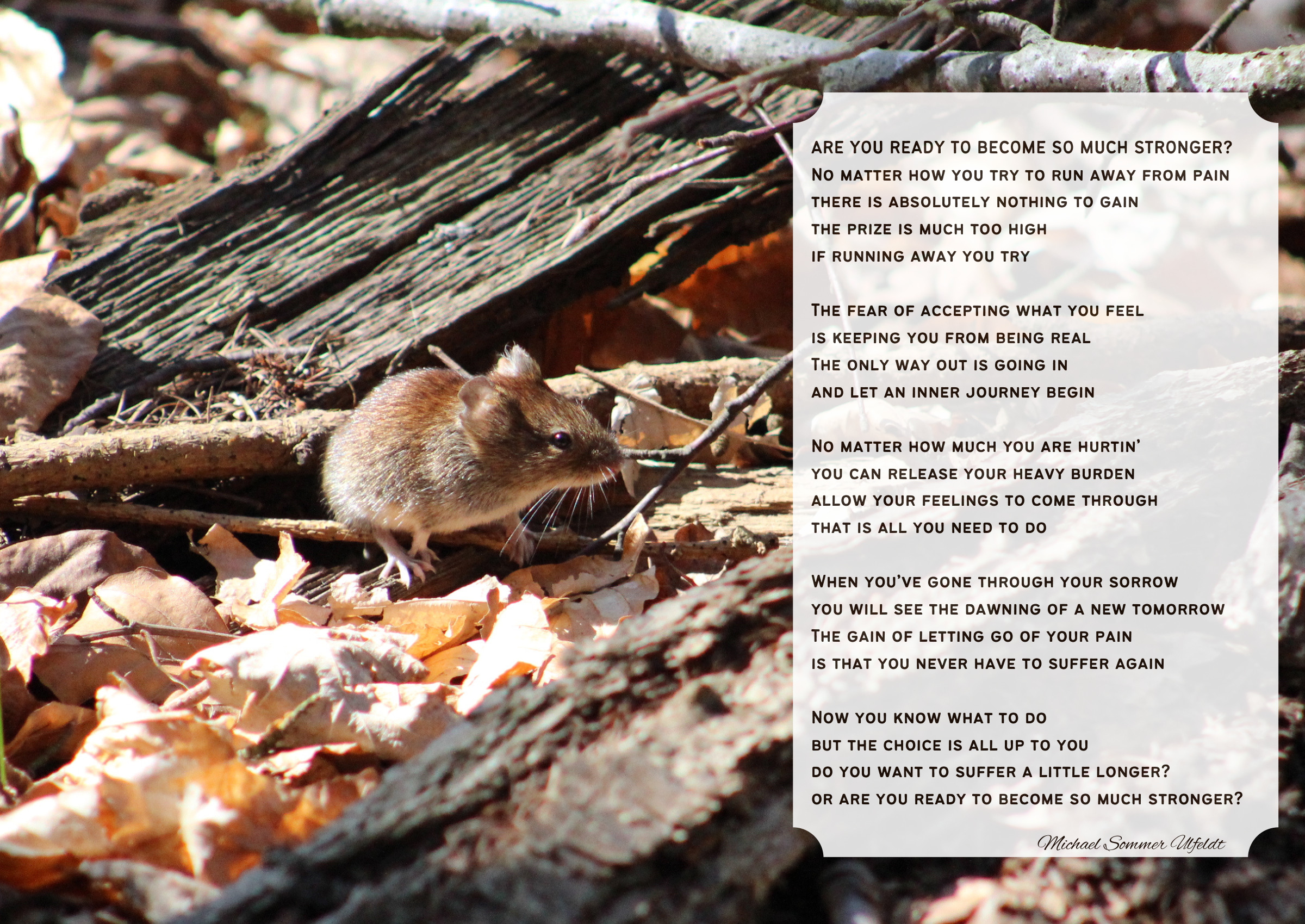 Are You Ready to Become So Much Stronger? — A small mouse on the forest floor and a poem about meeting your feelings and finding strength on the other side.