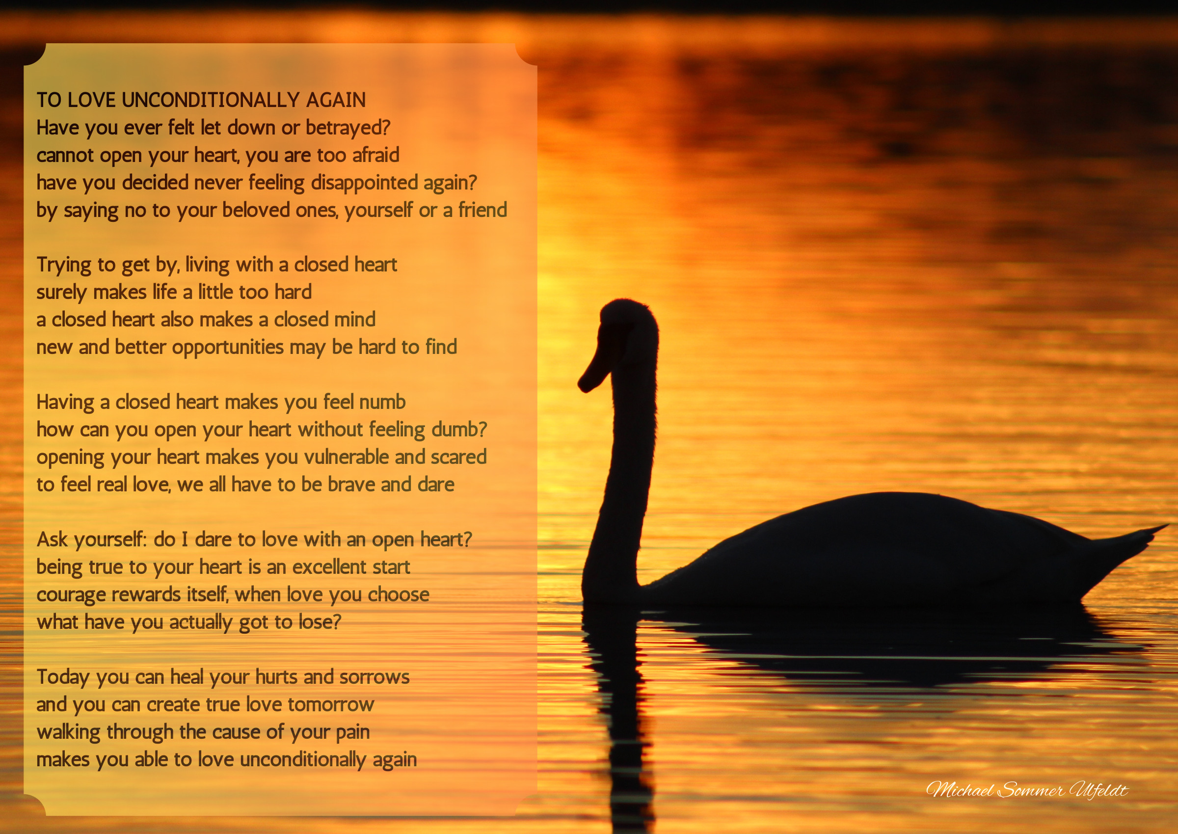 To Love Unconditionally Again — A swan in golden evening light and a poem about the courage to open your heart again.