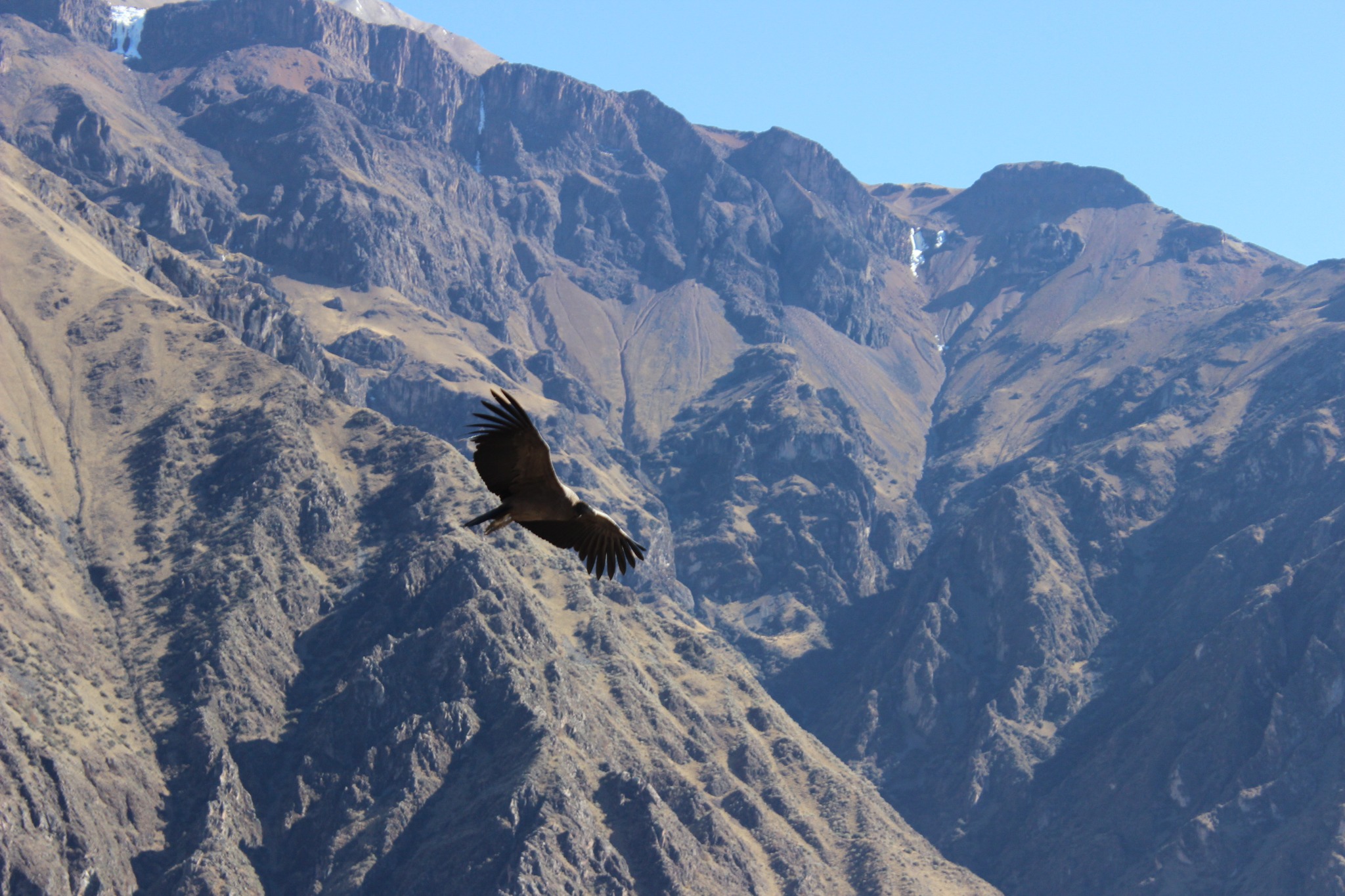 En kondor over bjergene i Peru — Michaels eget fotografi